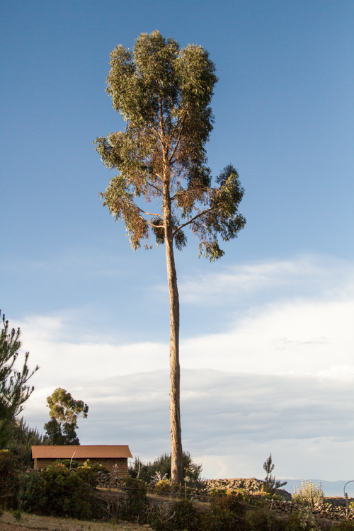 lake titicaca